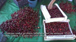 Как на месте пустыря вырос черешневый сад