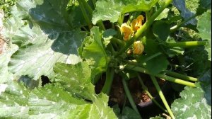 Как вырастить много кабачков. Без вершинки. Мой секрет.