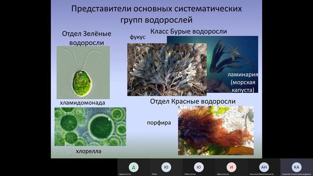 Консультация перед вступительным испытанием по биологии (Модуль ботаника), Общие вопросы