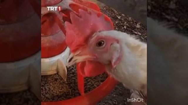 незнакомец