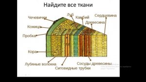 Строение стебля. 6 класс