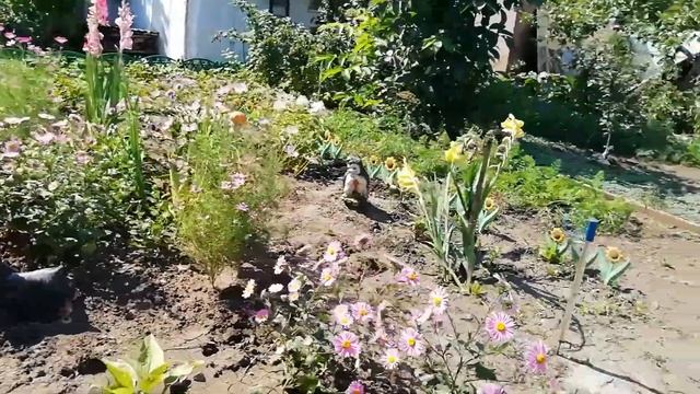 Смотрим что выросло на участке в 2021 году. Урожай 2021 года выращеный на дачном участке. смотреть онлайн