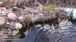 Пруд видео 2017: пруд весной - какая рыба для пруда лучше! Пруд своими руками!