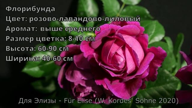 Как распускается роза   Для Элизы - Für Elise (W. Kordes' Söhne 2020) смотреть онлайн