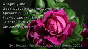 Как распускается роза Для Элизы - Für Elise (W. Kordes' Söhne 2020)