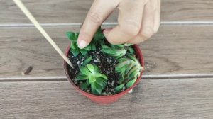 How to Propagate Anacampseros Rufescens From Cutting Best and Easy