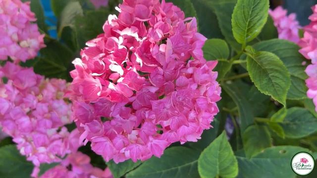 БОЛЕЗНИ ГОРТЕНЗИЙ И КАК ИХ ЛЕЧИТЬ смотреть онлайн