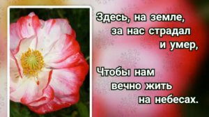 Гимны надежды 262 Церковь Христа! Сам Бог тебе доверил (-)