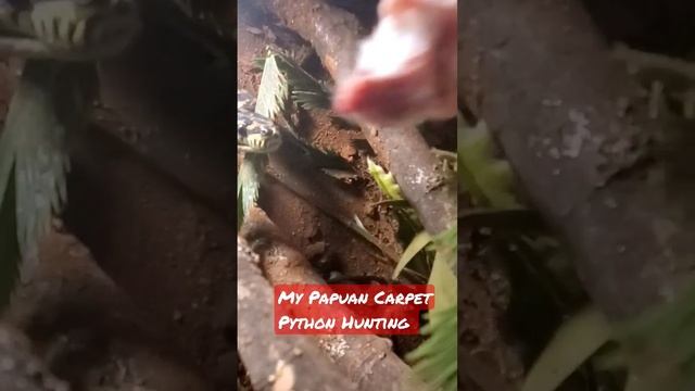 Hunting Papuan Carpet Python