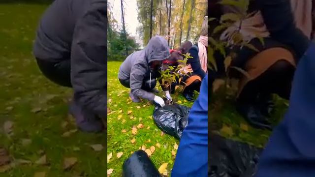 Садим наши гортензии у Центрального парка | Новосибирск смотреть онлайн