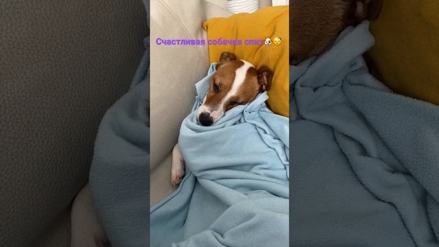 Джек Рассел спит смотреть онлайн