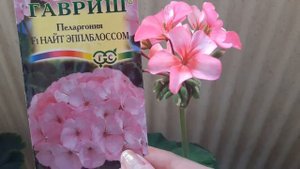 Обзор цветущих растений на балконе. Пеларгонии из семян.