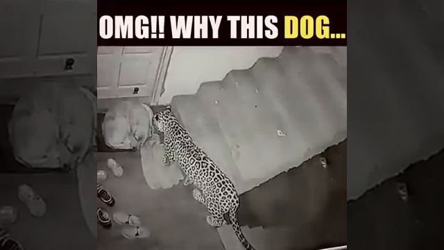 Оставив за дверь меньшего из братьев, случается так что в дверь этот друг больше непостучится,,,🐆🐕💯 смотреть онлайн