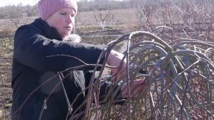 Обрезка плакучих деревьев. Ива козья Пендула. Ландшафтный дизайн своими руками.