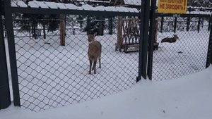 Зоопарк на вотчине Деда Мороза в Великом Устюге.