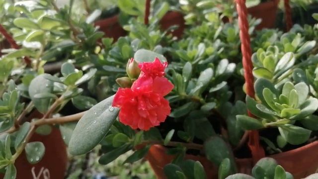 Портулак ампельный махровый показал первый цветок! Удивил? смотреть онлайн