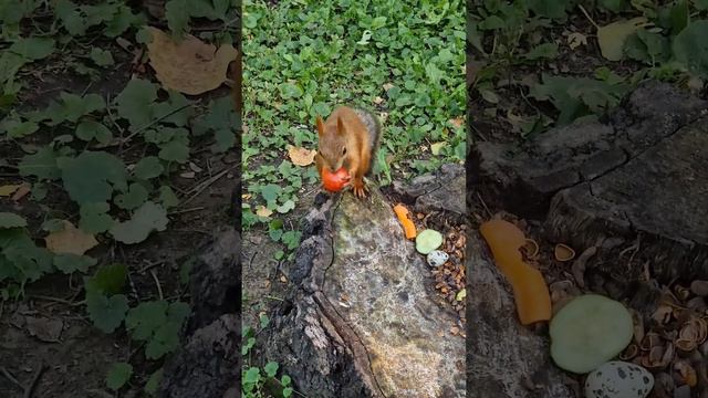 Беличья столовая. У клиентов есть выбор. смотреть онлайн