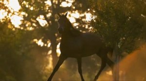Лучшие скакуны