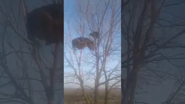 Овчарка против кота) смотреть онлайн