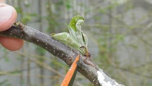 Прививка 6-летний яблони дички #3. Обрезка привитых веток. Прививка окулировкой