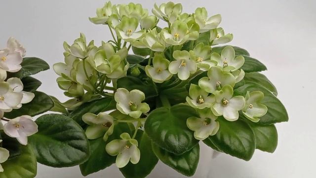 Фиалка mac's callow carillion и Н-Подснежник смотреть онлайн