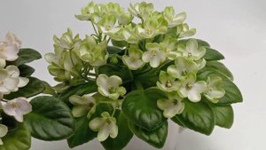 Фиалка mac's callow carillion и Н-Подснежник