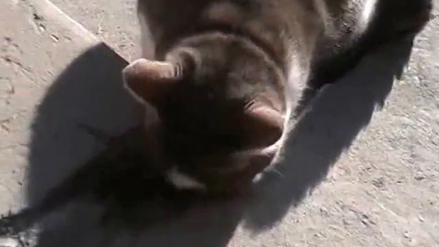 Кот облизывает камень смотреть онлайн