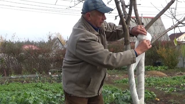 Бинт из нетканого материала для защиты штамбов плодовых деревьев смотреть онлайн