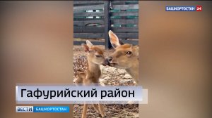 На ферме в Башкирии родился пятнистый оленёнок