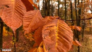 СНОВА ОСЕНЬ ? Сборник ЛУЧШИХ Мелодий от которых мурашки по телу! Музыка Для Души #музыка