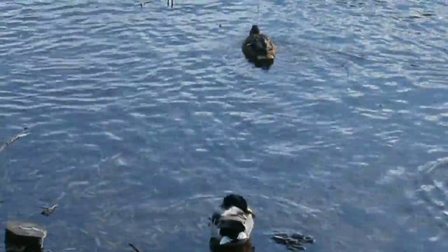 Video test Olympus vr-350 (Olympus D755) смотреть онлайн