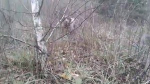 Охота с бретонским эпаньолем на вальдшнепа в России  (Woodcock hunting in Russia)