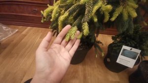 Посылка с хвойными. Ель чёрная 'Aurea', Ель колючая 'Echiniformis', Abies kor. Golden Glow Пихта