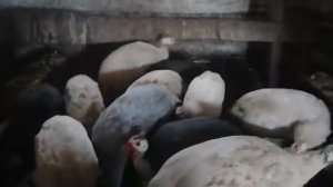 Как кричат цесарки и разговаривают