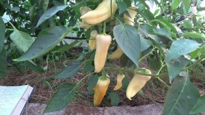 Обзор перцев 2024. Обзор 1