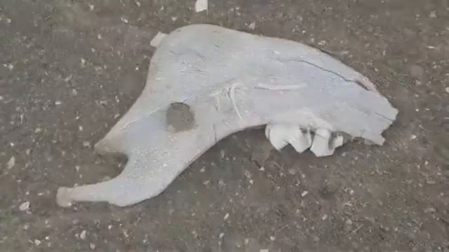 Волок 2008 4 Цветущая пустыня смотреть онлайн