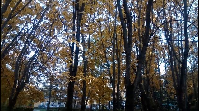 Осень в Воронеже. 18 октября 2018г смотреть онлайн