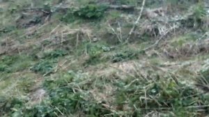 Я нашёл на свалке колпак от део матиз без кольца!