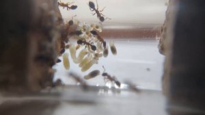 Муравьи Leptothorax acervorum! Муравьиный блог | Дневник Кипера