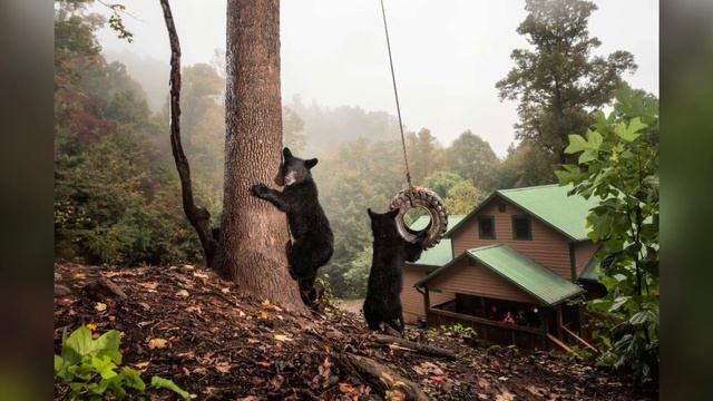 Фотограф Кори Арнольд запечатлел, как дикие животные, адаптируются к городской жизни смотреть онлайн