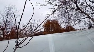 Осенняя съёмка калины Гордовина. Густая, здоровая, надёжная.