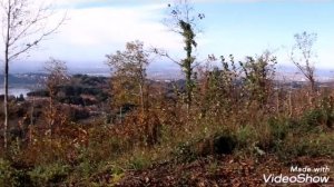 Forest of Rocca di papa Roma