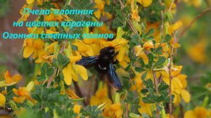 Пчела-плотник на цвет цветущей карагане. Пионы степные. Северо-запад Ростовской области