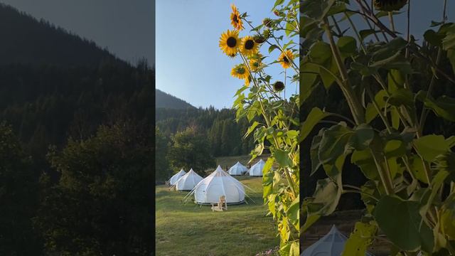 Sunflowers and tents