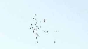 Pigeon égaré : remise en forme, comment faire ?