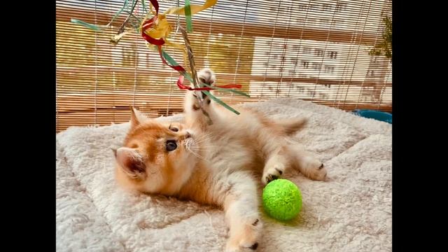 ?КОШКИ И КОТЯТА?ЗОЛОТАЯ ШИНШИЛЛА?GOLDEN KITTENS?