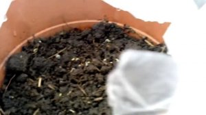 В теплице + 20. Суперклуша и огурец Апрельский