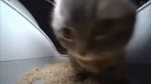 🐱Чипи чипи чапа чапа руви руви 10 часов🐱