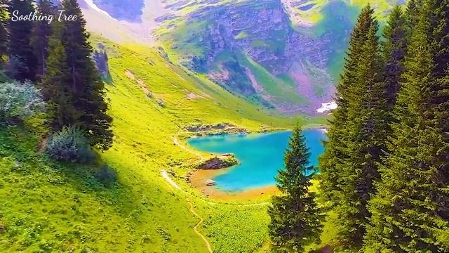 Мелодии природы? Нежная музыка помогает освободить разум и снять стресс - звуки лесных птиц