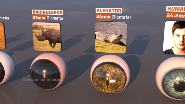 Animal Eye Size Comparison in 3D | Biggest Eye смотреть онлайн